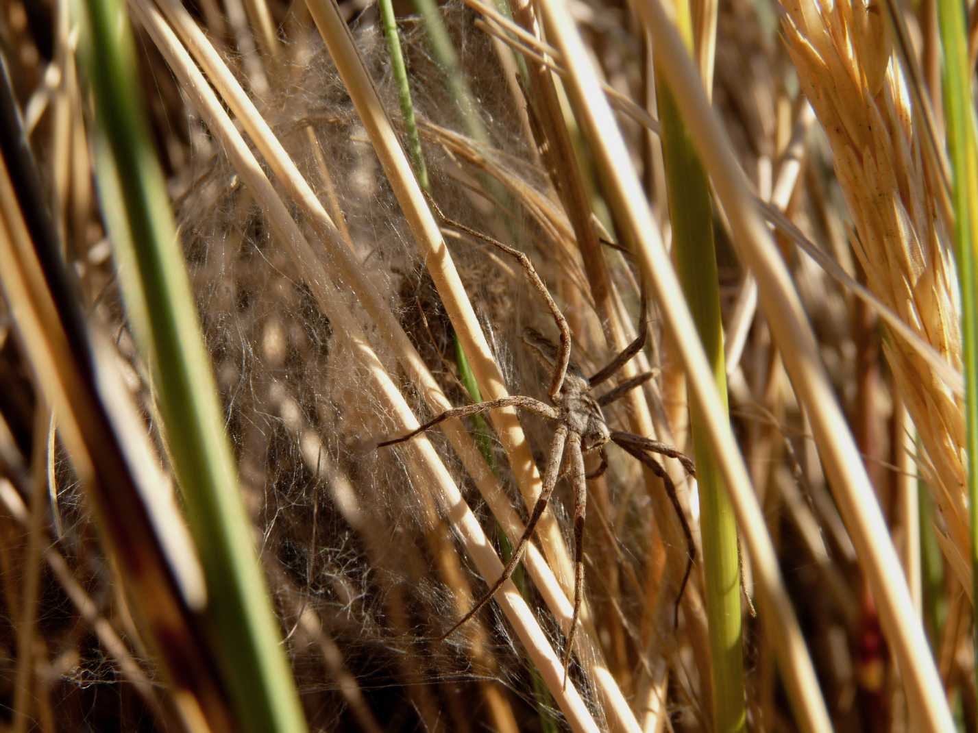 Cucciolata di...  Pisaura sp.